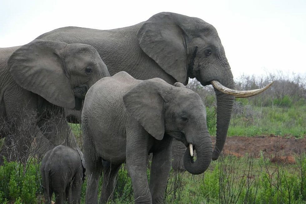 Archivo - Elefante africano