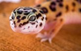 Foto: El gecko 'lemon frost', el pequeño lagarto que puede ayudar a entender los tumores humanos