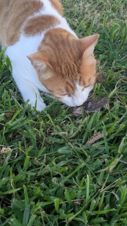Un gato cazando.