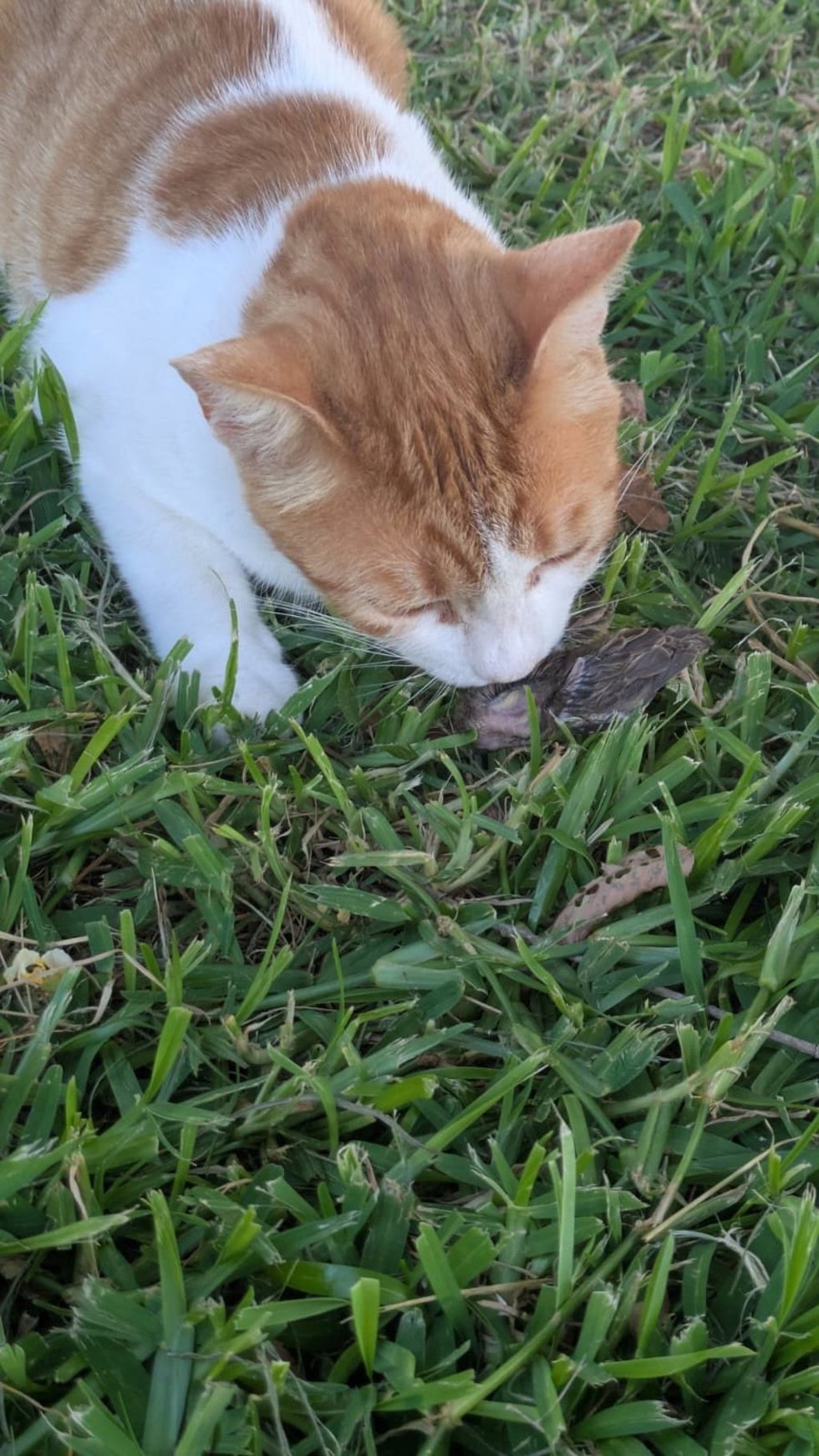 Un gato cazando.