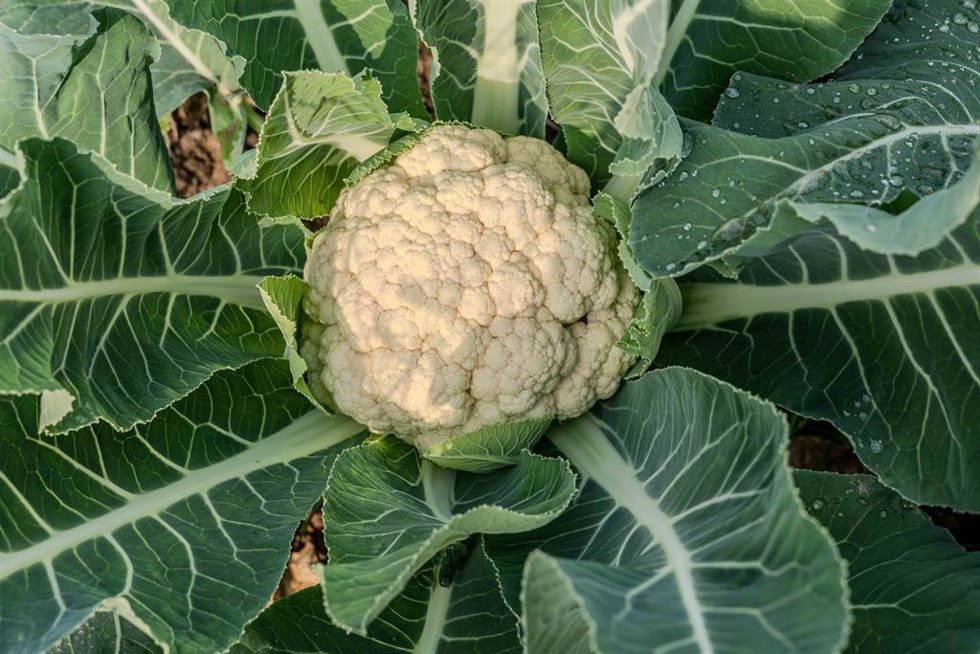 Coliflor.