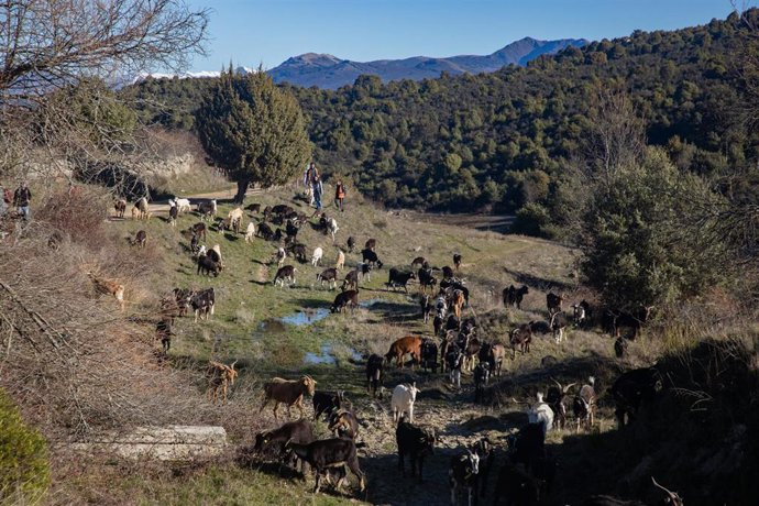 Archivo - Rebaño de cabras trasladándose durante las actividades programadas en el proyecto ‘Trashumarte’, a 21 de febrero de 2026, en El Berrueco, Madrid (España). El rebaño lo lleva la asociación "Como Cabras", la ruta ha discurrido por El Berrueco y po