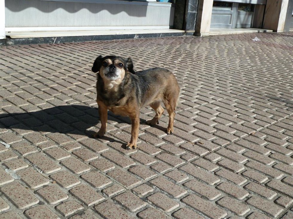 Archivo - Perro en una foto de archivo.