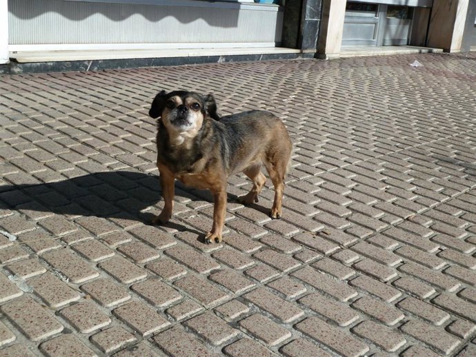 Archivo - Perro en una foto de archivo.