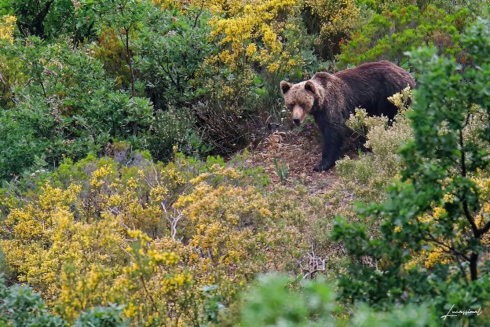 Imagen de un oso pardo cantábrico