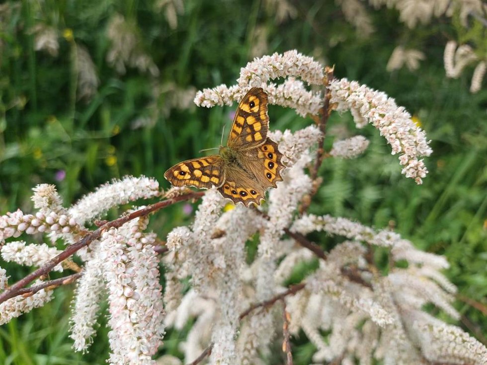 Una mariposa localizada en el río Llobregat