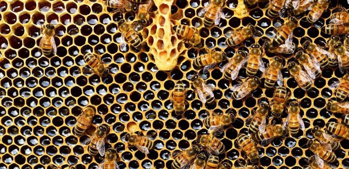 Archivo - Colmena de abejas.