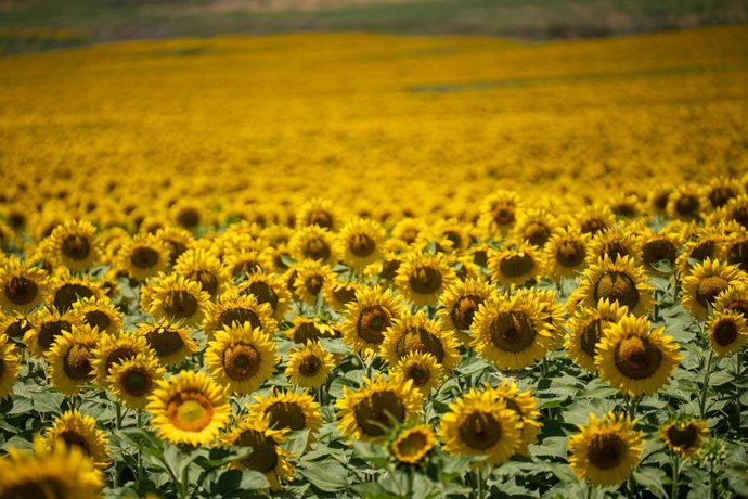 Archivo - Campo de girasoles.