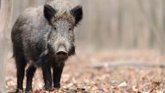 Foto: Sanidad aprueba un plan estatal contra las gripes de origen animal para reforzar la prevención, preparación y respuesta