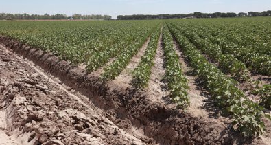 Cádiz
