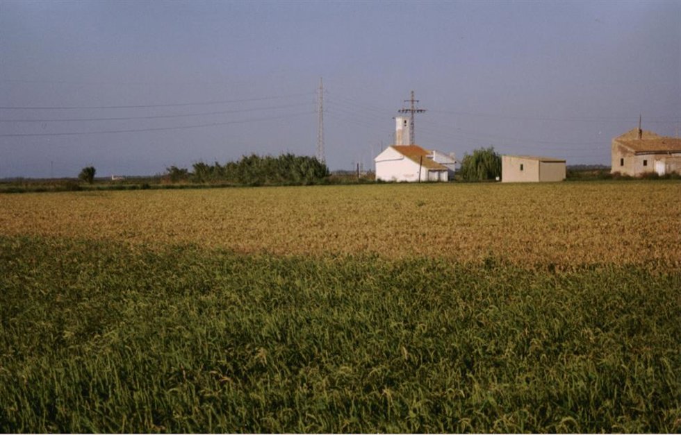 Campo de arroz en imagen de archivo