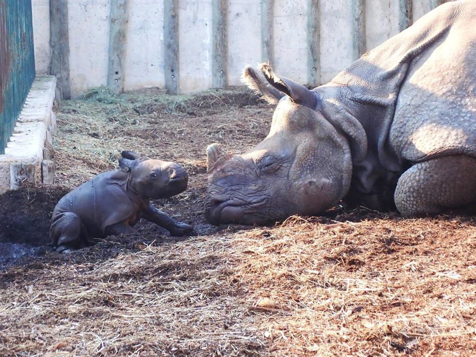 Brutus (i) junto a su madre Shiwa (d)