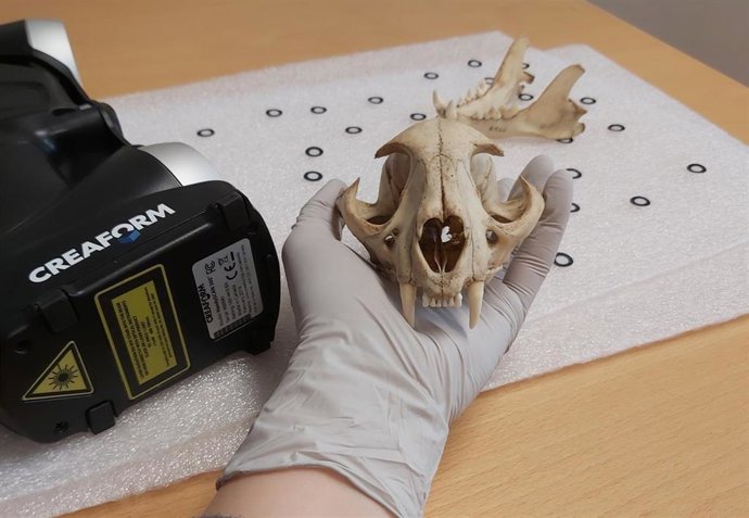 Archivo - El estudio revela una limitación evolutiva clave en la dentición de los mamíferos