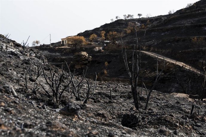 Zonas afectadas por el incendio forestal de Los Gallardos (Almería). 