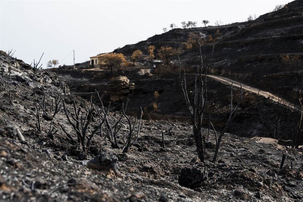Zonas afectadas por el incendio forestal de Los Gallardos (Almería). 
