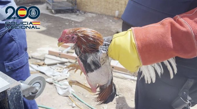 Uno de los animales rescatados por la Policía en la operación