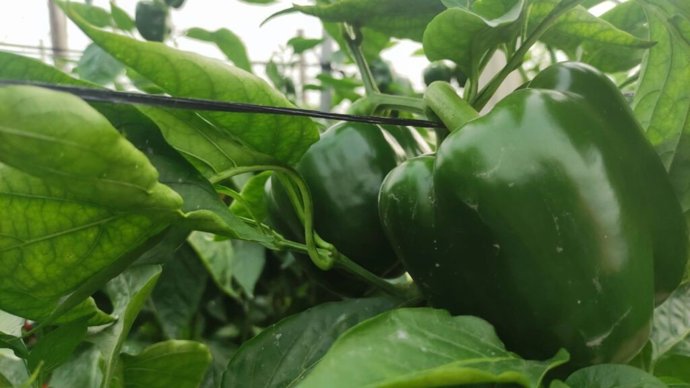 Cultivo de pimiento en un invernadero de Almería.