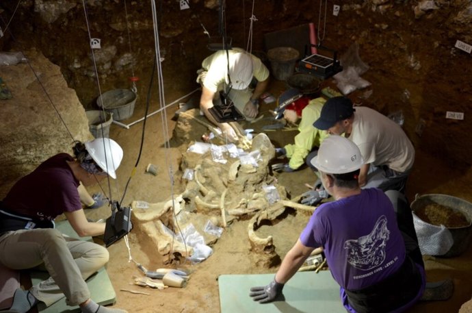 Trabajo de excavación de los rinocerontes.