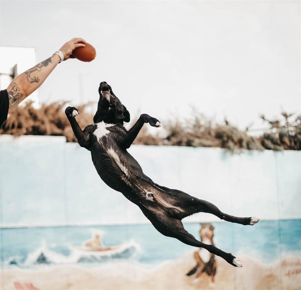 Archivo - Beach Dog Club de VivePets en Las Rozas.