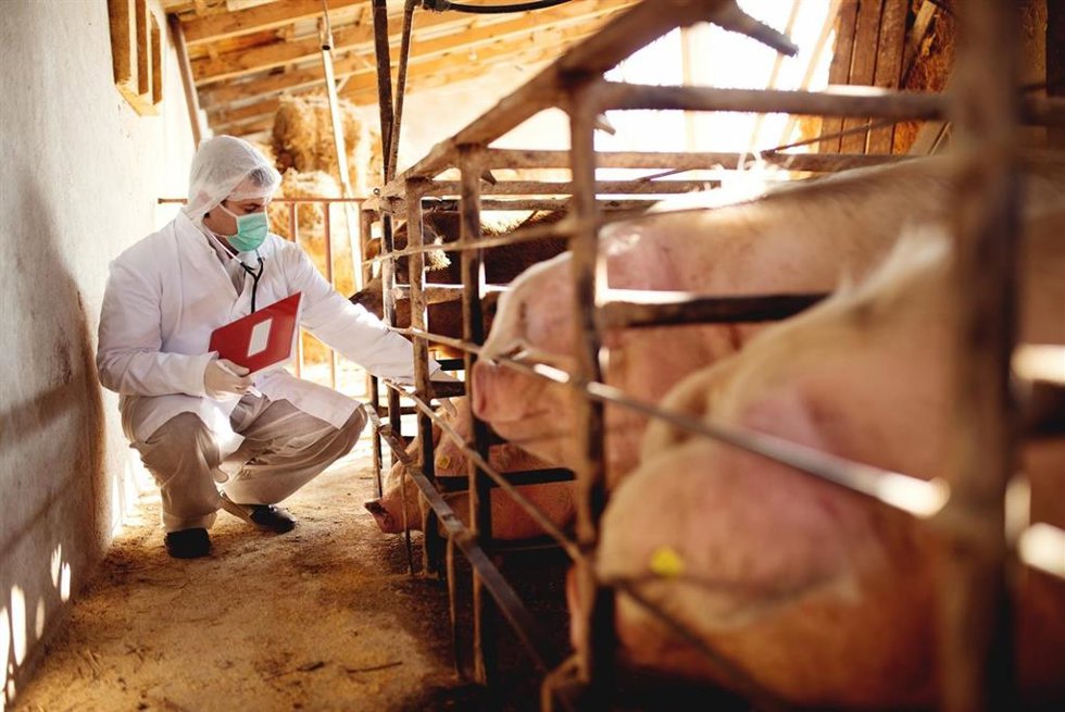 Imagen de archivo de un veterinario.