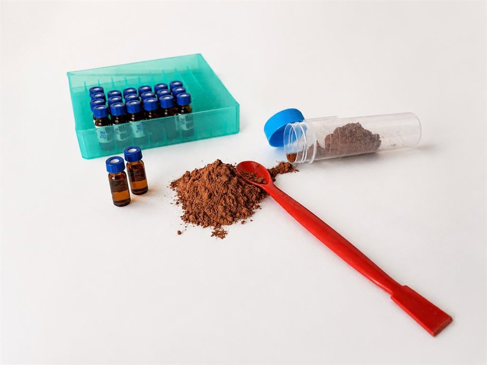 Imagen de archivo de cacao. 