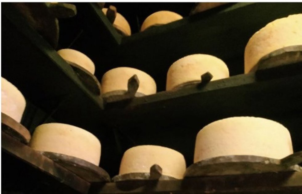 Secadero de queso gamoneu.