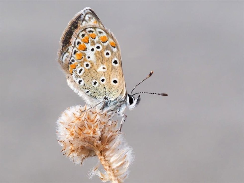 Mariposas en Timanfaya