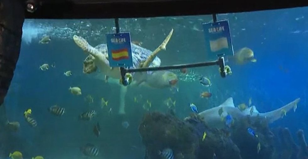 La tortuga Yellow de Sea Life Benalmádena pronostica la victoria de España en la final del Mundial