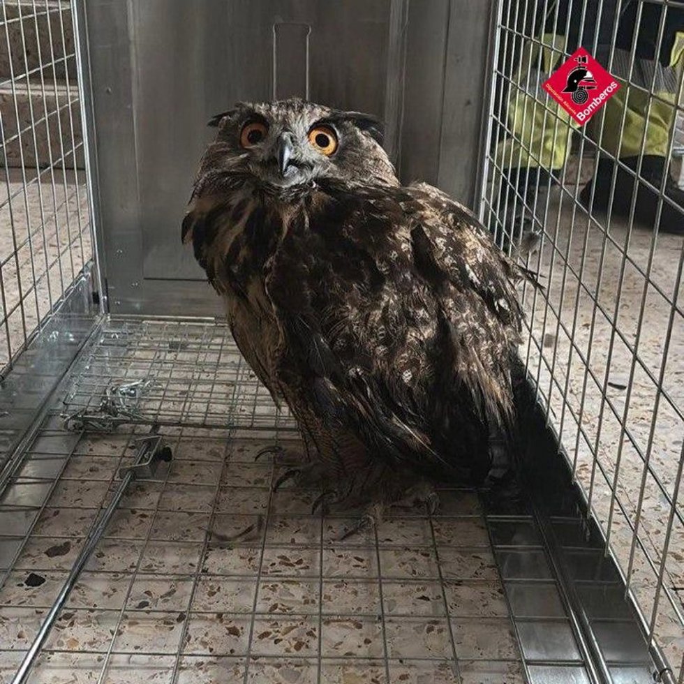 Rescatan un ejemplar de búho real en una balsa de riego en Monforte del Cid (Alicante)