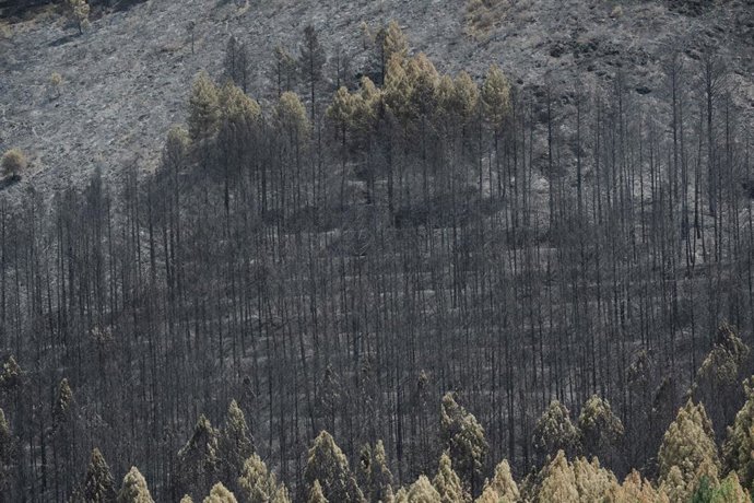 Extensión forestal quemada por el incendio, a 18 de julio de 2026, en La Mierla, Guadalajara, Castilla-La Mancha (España). El fuego sigue activo en varios frentes y avanza hacia el municipio de Semillas, ha obligado a evacuar a 529 vecinos de once municip