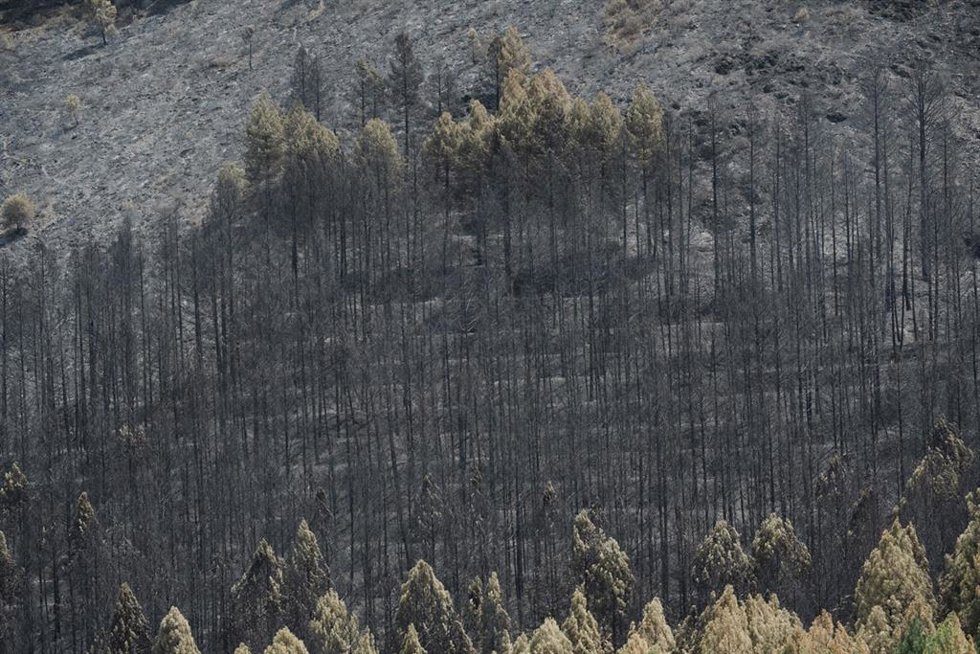 Extensión forestal quemada por el incendio, a 18 de julio de 2026, en La Mierla, Guadalajara, Castilla-La Mancha (España). El fuego sigue activo en varios frentes y avanza hacia el municipio de Semillas, ha obligado a evacuar a 529 vecinos de once municip