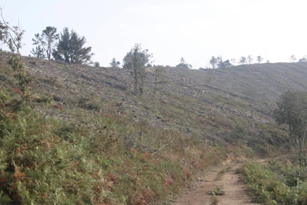 Licitadas las obras de repoblación forestal del monte de Yerbo, en el concejo de Tineo.