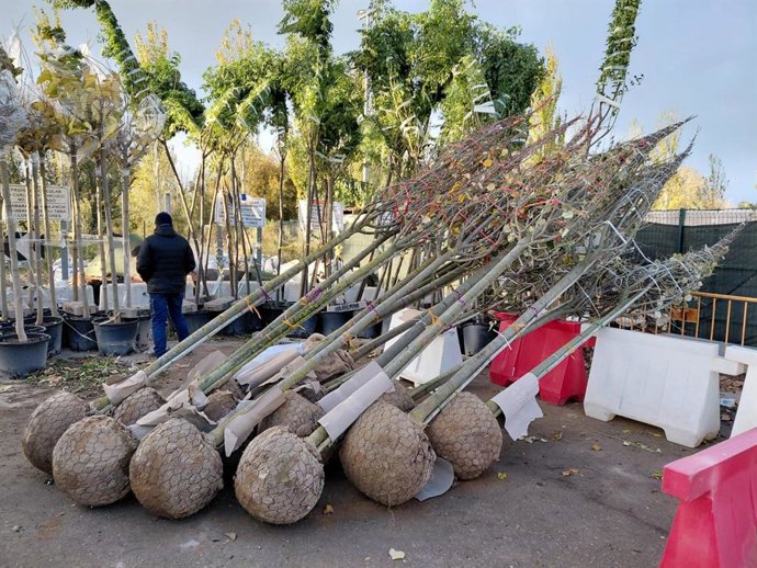 Varios árboles apilados antes de su plantación.