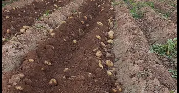 Una avalancha de patatas en Andalucía, por coincidencia de cosechas, genera dudas sobre su distribución en el sector