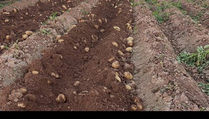 Una avalancha de patatas en Andalucía, por coincidencia de cosechas, genera dudas sobre su distribución en el sector