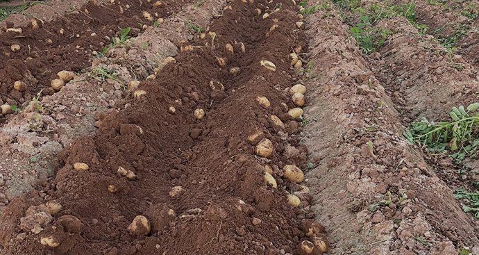 Una avalancha de patatas en Andalucía, por la coincidencia de cosechas, genera incertidumbre en el sector sobre su destino final.