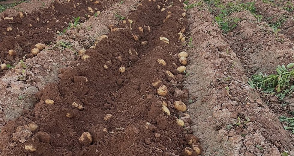 Una avalancha de patatas en Andalucía, por la coincidencia de cosechas, genera incertidumbre en el sector sobre su destino final.