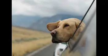 ¿Deberías llevar a tu perro de vacaciones? Qué tener en cuenta y cómo viajar con seguridad