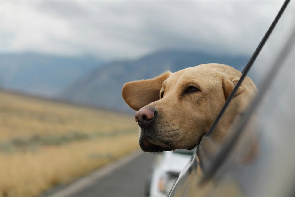 Un perro saca la cabeza por la ventana de un coche