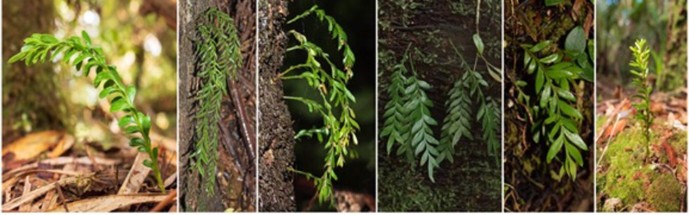 De izquierda a derecha: Tmesipteris alticola, Tmesipteris elongata, Tmesipteris horomaka, Tmesipteris lanceolata, Tmesipteris zamorarum y Tmesipteris truncata.