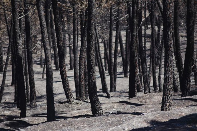 Superficie forestal quemada 