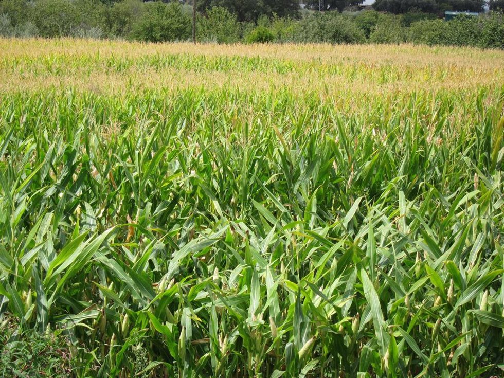 Archivo - Un campo de maíz.