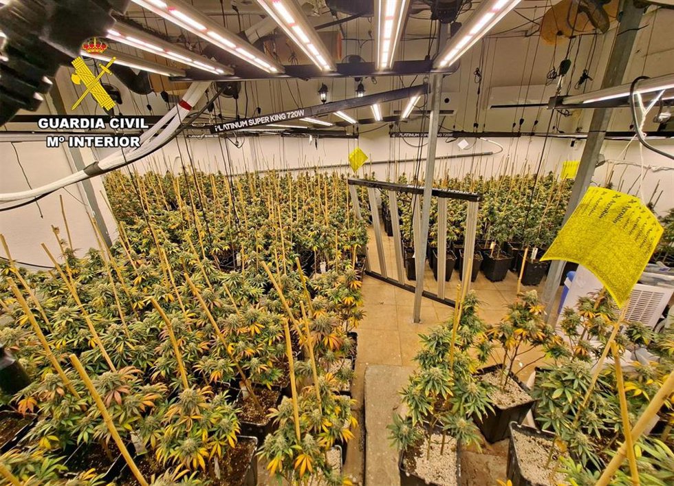 Desmantelado en Águilas un grupo dedicado al cultivo de marihuana con más de 2.300 plantas intervenidas