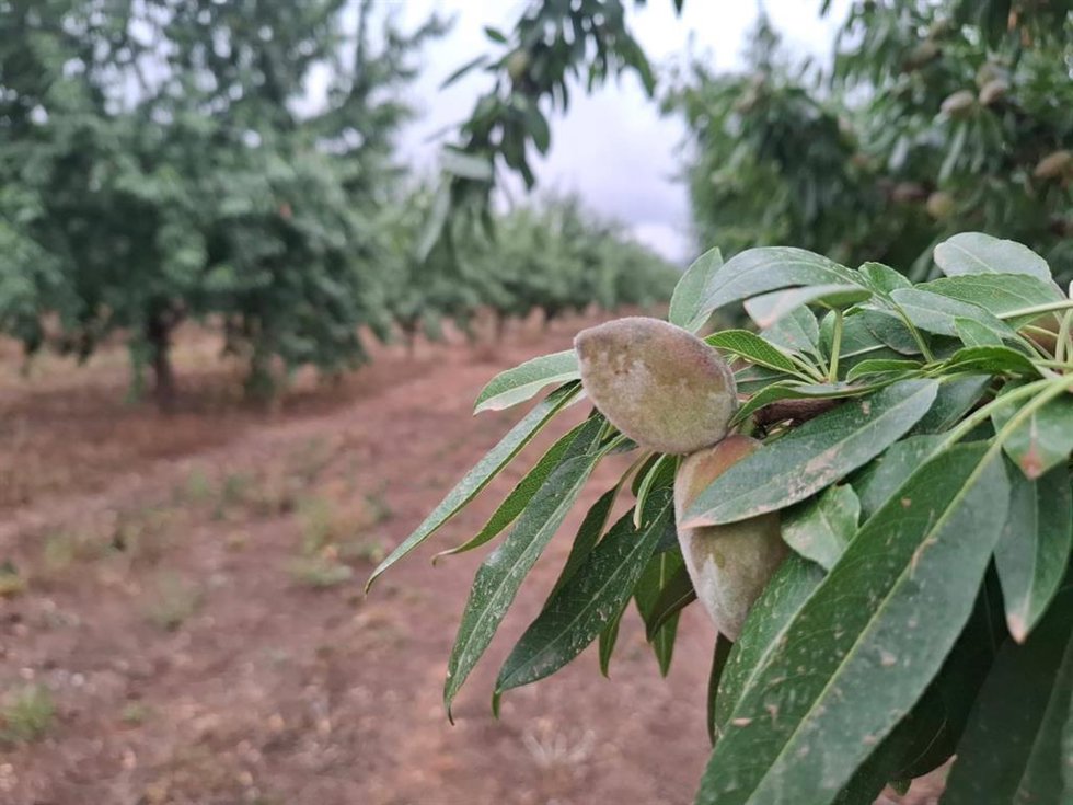 Archivo - Almendros en un campo de Mallorca