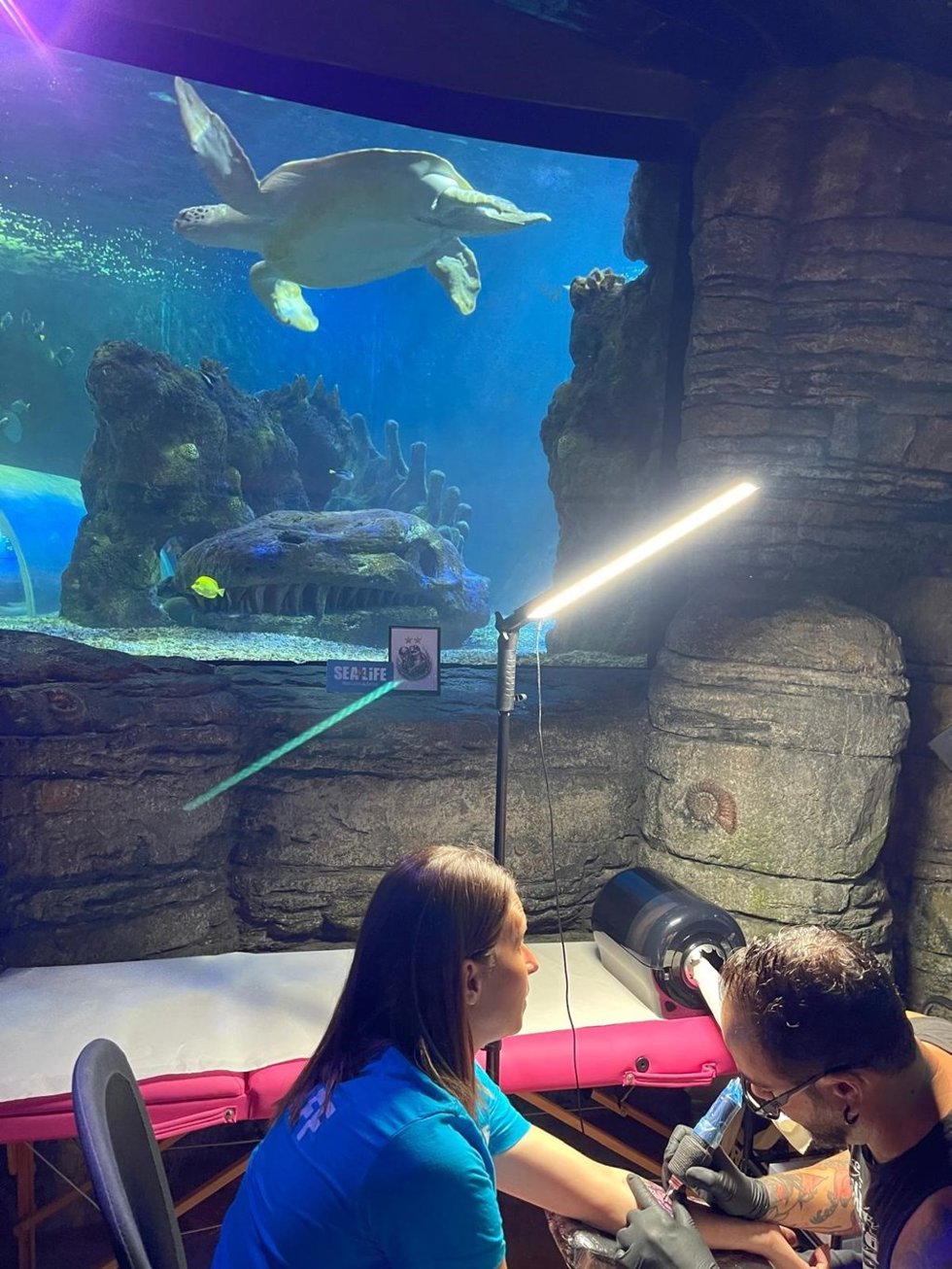 La tortuga Yellow de Sea Life culmina un pleno con los aciertos de España en el Mundial
