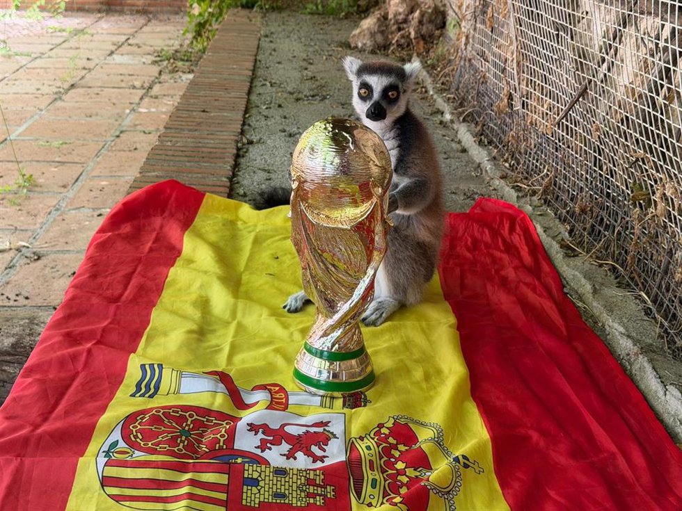 Julien, un lémur de cola anillada de 12 años, recibe una copa del mundo simbólica tras acertar el triunfo de España un día antes de la final.