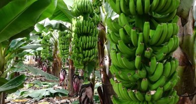 EpAgro - Agricultura