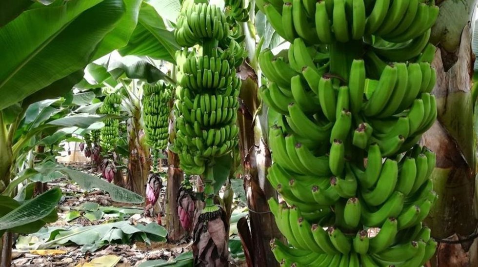 Archivo - Finca de plátanos en La Palma