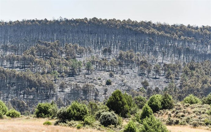 Terreno quemado por el incendio, a 17 de julio de 2026, en La Mierla, Guadalajara, Castilla-La Mancha (España). La evolución del incendio declarado este jueves, 16 de julio, en la población guadalajareña de La Mierla ha provocado que el Gobierno de Castil