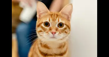 ¿Los gatos naranjas están realmente locos? La explicación detrás de su comportamiento